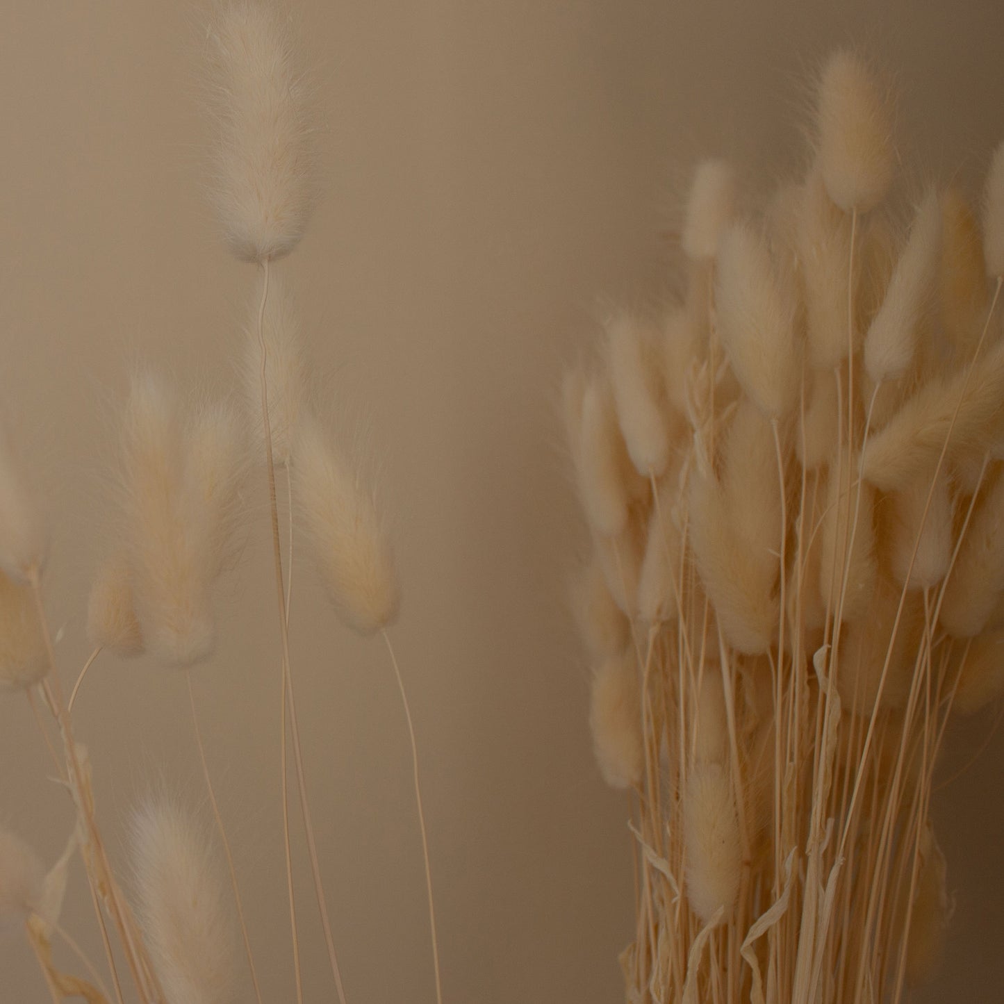 Lagurus blanchi